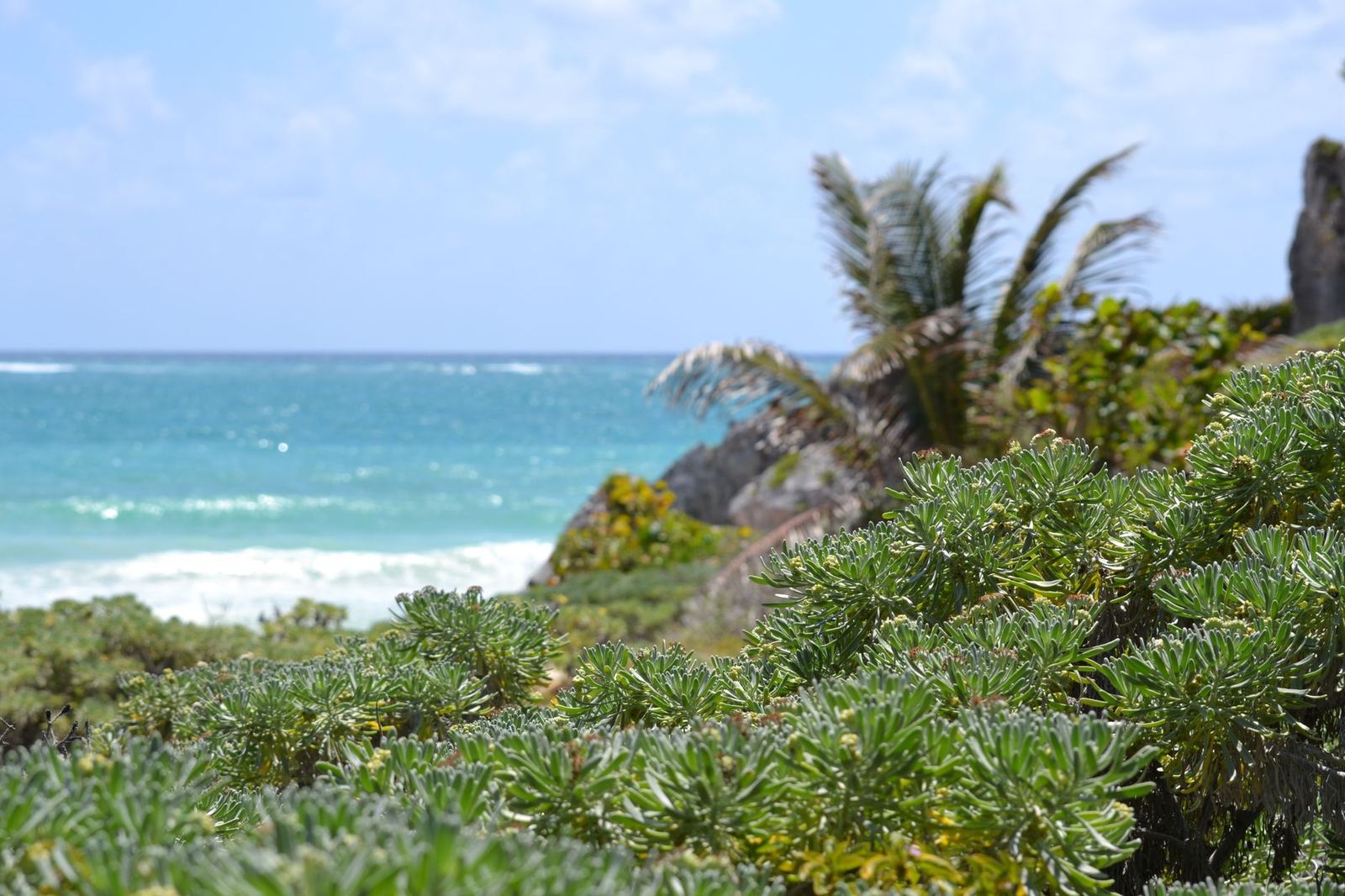 Lush tropical greenery overlooking a vibrant blue ocean on a sunny day in Tulum, Mexico.